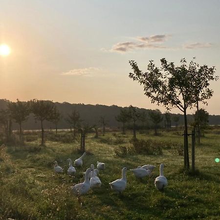 Ferienwohnung Am Gruenen Band, Gretchen Wittingen ภายนอก รูปภาพ