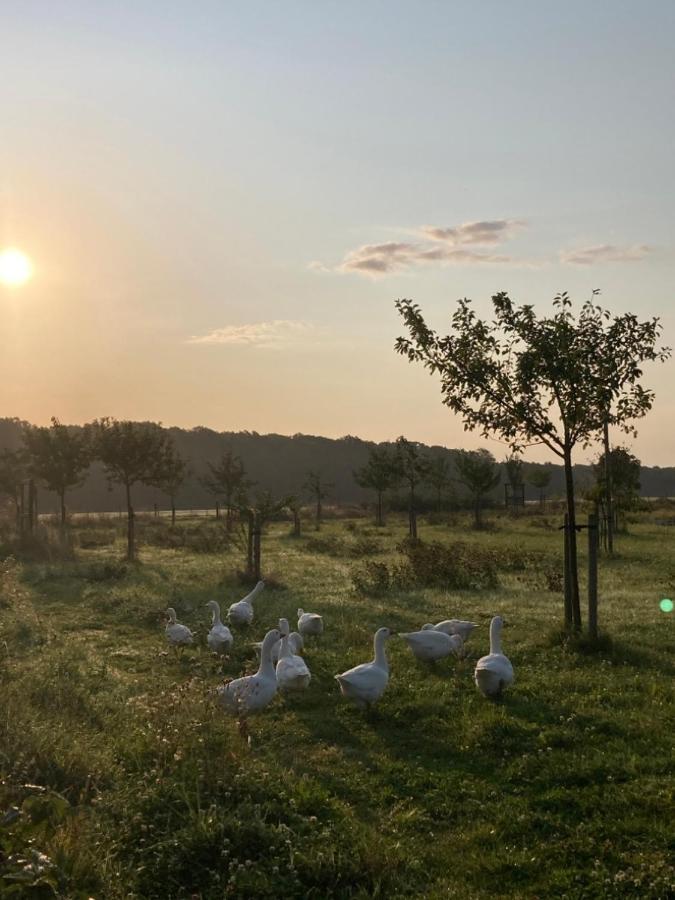 Ferienwohnung Am Gruenen Band, Gretchen Wittingen ภายนอก รูปภาพ